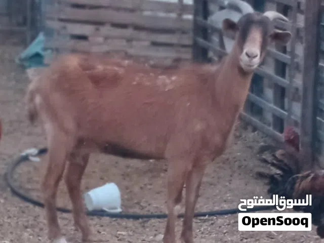 عنز فرنساويه جنس حليب ما شاء الله مكسبه ليها شهر