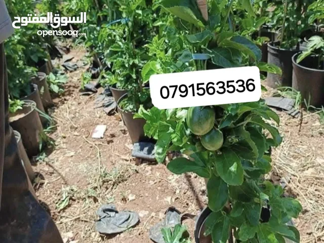 شجر مس فلورا