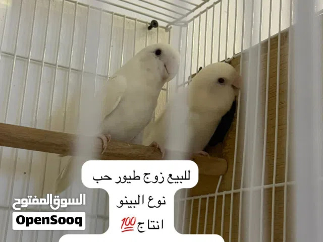 للبيع زوج طيور الحب انتاجهم ممتاز