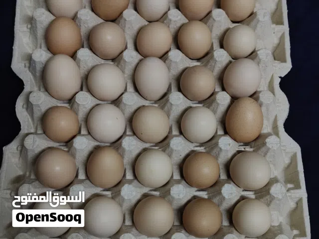 بيض بلدي بحريني