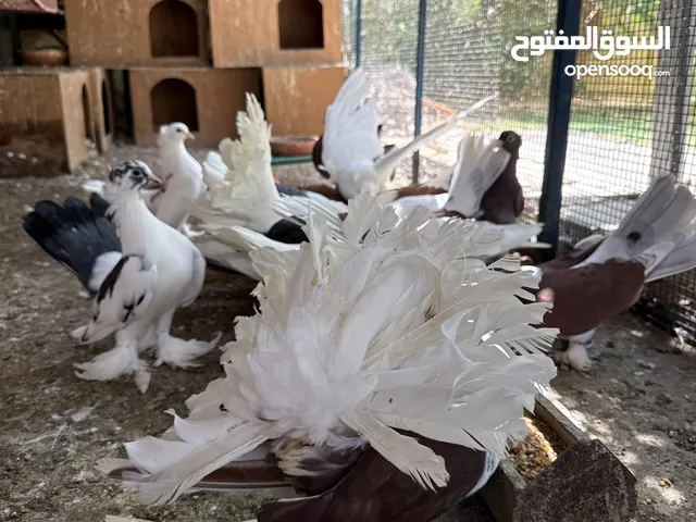 20+ High-Quality Pigeons with babies - Well-Cared & Healthy