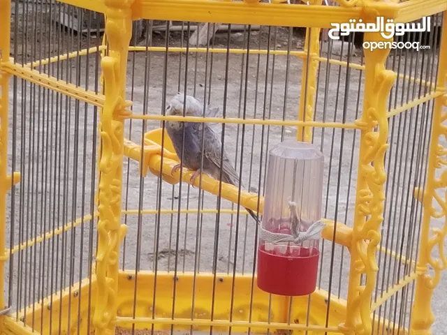 قفص كناري.........