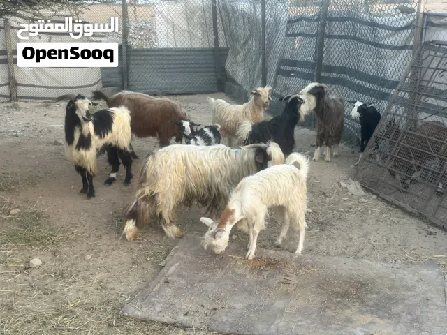 للبيع ذبايح مختلف الأحجام