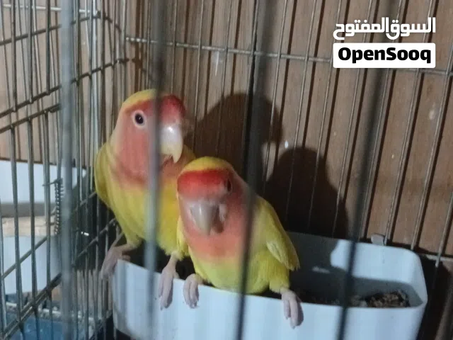 4 جواز روز عين حمرا شغالات  ما شاء الله
