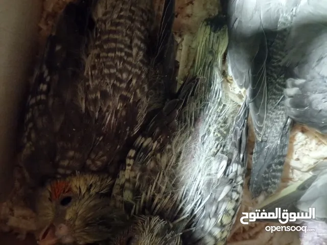 فراخ كوكتيل زق يدوي للبيع