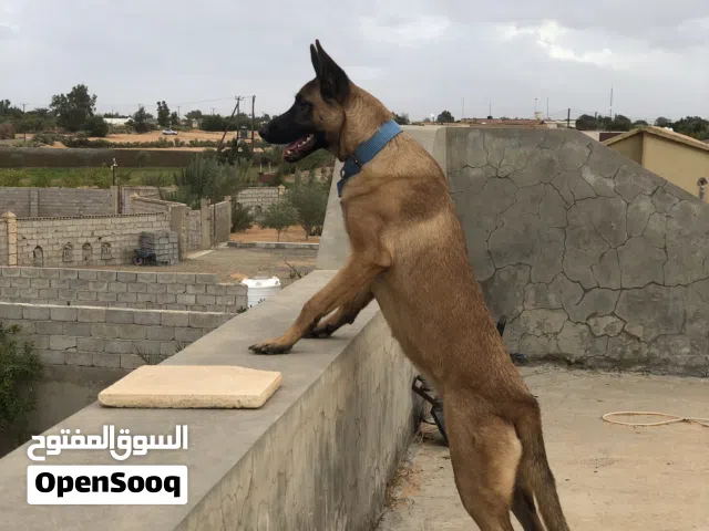كلابه مينوا