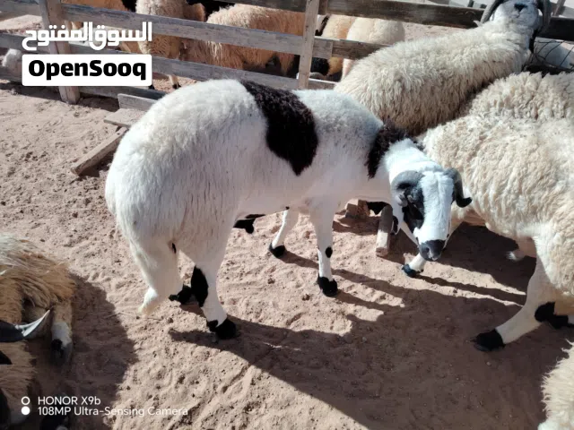 أضاحي العيد