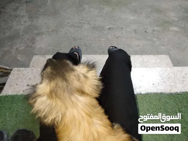 كلب داشهوند