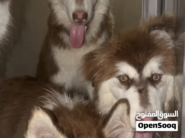هاسكي ألاسكان مالاموت