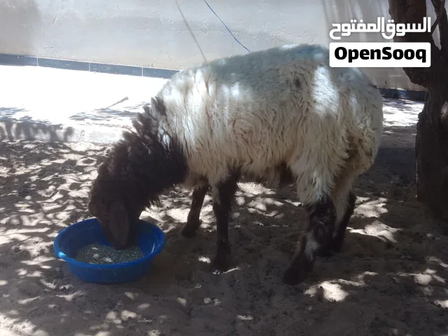 فطيمة بعمر بين 5وستة شهور تقريبا والله اعلم