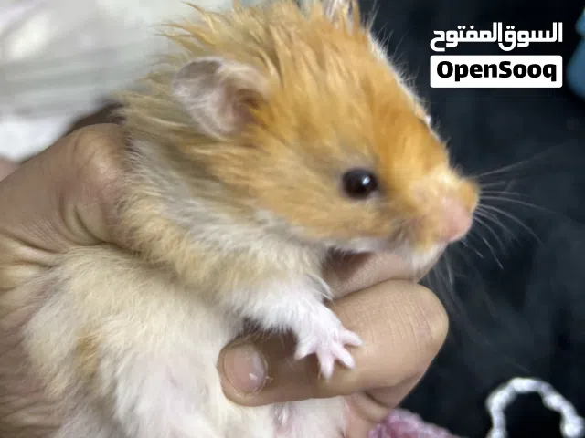 هامستر سوري للبيع مع القفص