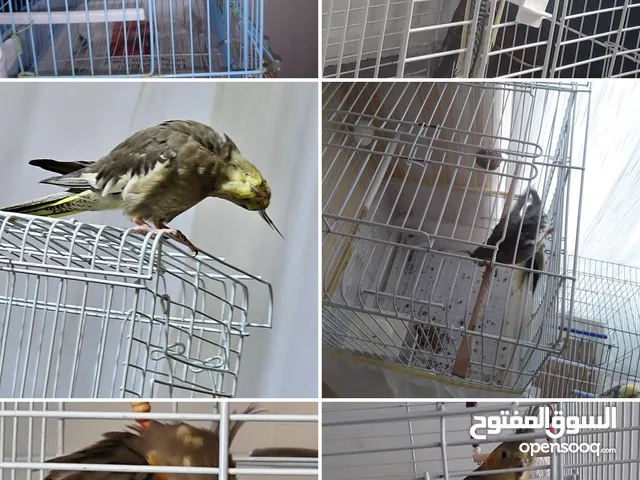 ببغاء كروان كتييييير ونس مع قفص كبير وكيس اكل للبيع موجود منطقة بيليك دوزو