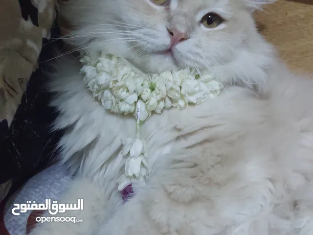 قط شيرازي نوع بيور نقي للبيع