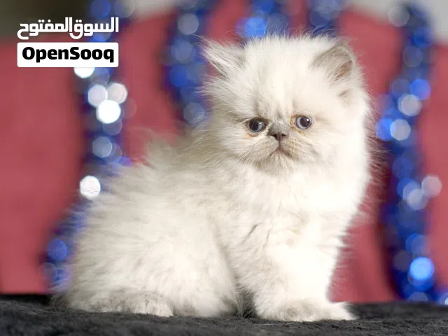 قطط راغدول وهمالايا بيور بصحة ممتازة اجمل الدببة الصغيرة جاهزة لبيتها