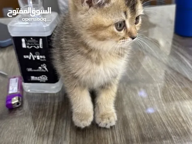 قطة سكوتش للبيع بسعر جميل