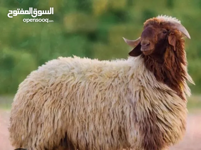 للبيع اضاحي خرفان نعمي