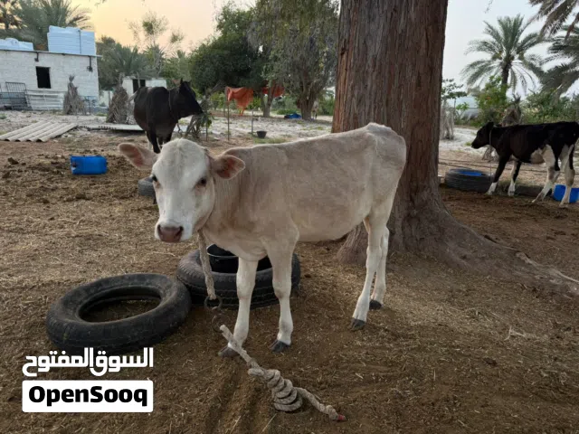 عجله محليه
