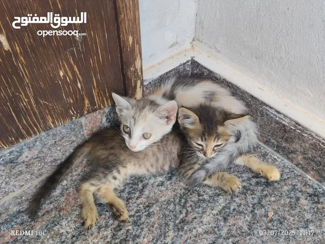 قطط للبيع في مهديه