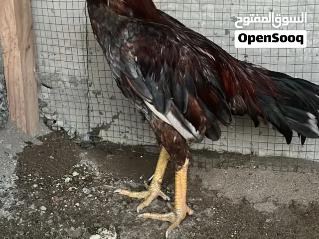 الطير اموره طيبه