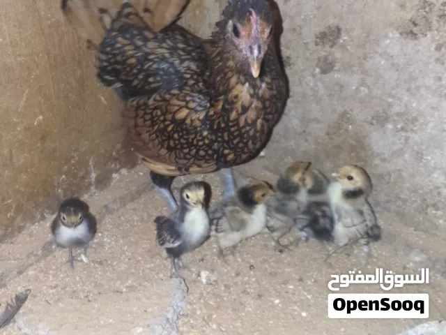 كوبيه انيق ربي يبارك 6فلاليس