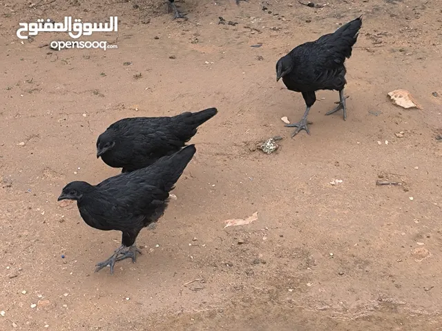 دجاج ايام سيماني لمبرجيني الغني عن التعريف