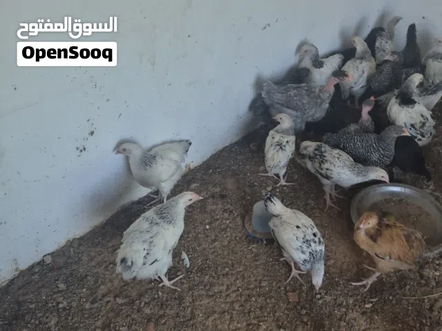 كتكوت افرانساوي او سايكس