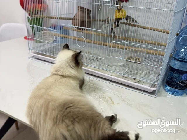2 Female cats for sale (1 is pregnant) please read description!