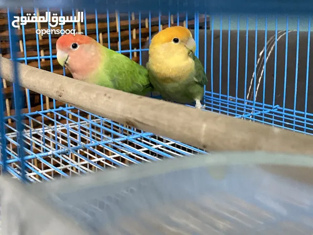 عصافير روز ليوان كوكتيل انثى و ذكر