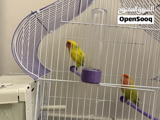 كوبيا روز ربي ايبارك حجم متوسط صحه وتصفير  ربي ايبارك ايسخنو بلقفص والحضانه والماكله