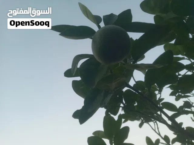 Farm Land for Sale in Baghdad Abu Ghraib