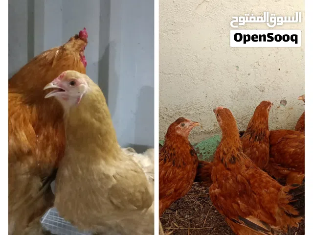 للبيع دجاج الفرنسي و دجاج الكوشن و السمان العادي الجامبو  تابع الوصف