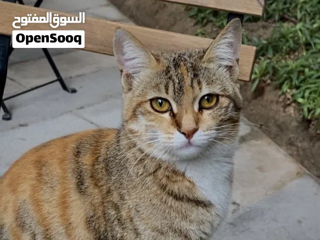 Very beautiful calico ginger mix female cat