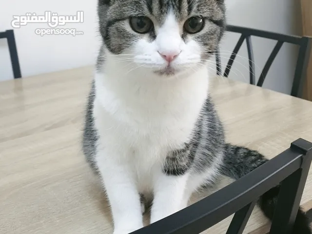 قطط منزلية للبيع