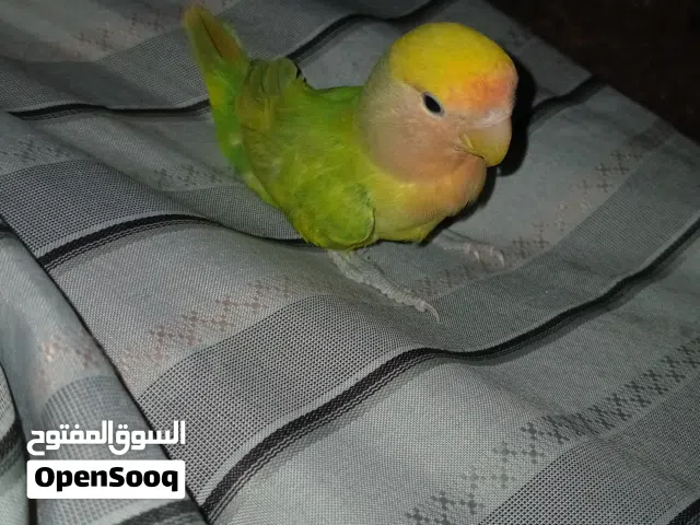 للبيع طيور الزينه