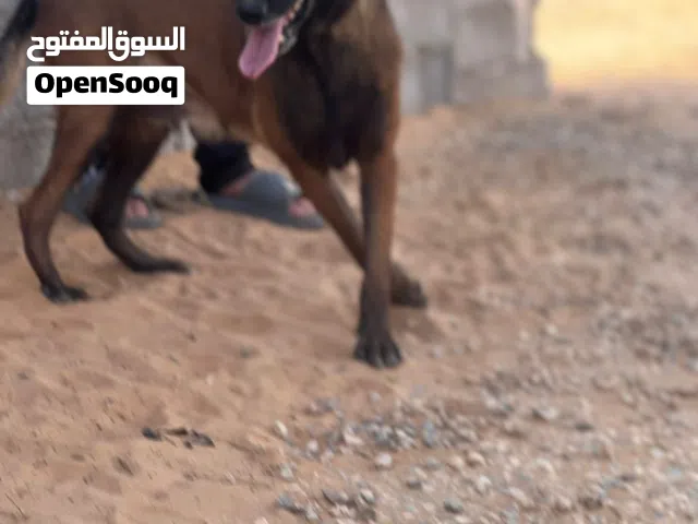 السلام عليكم  انتيه مالينوا حاجه تبارك الرحمن  العمر سنتين ونص شرسه فل اومر نص نص