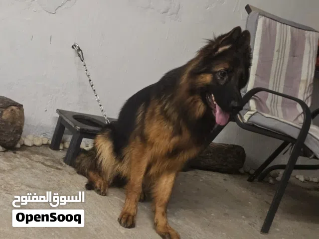 Female german shepherd verry friendly  انثى جيرمن شيبرد اليفه وتربية منزل  long hair king size