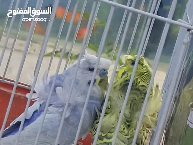 فحلين هوجو روما فحل تكساس فحل كلير وينج رينبو