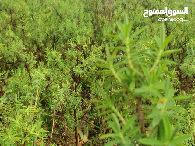 ارض للبيع   على الخط موجوده ارض للبيع بالجوازات الخط الرايسي القصبه  من 25 مليون منهن 20قصب