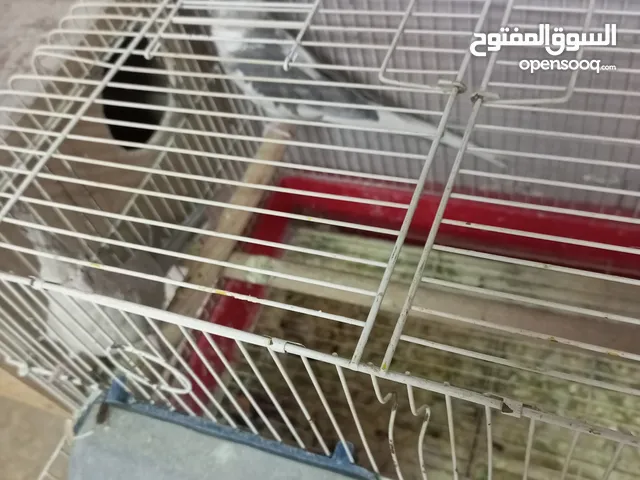 مجموعة معاكيف للبيع