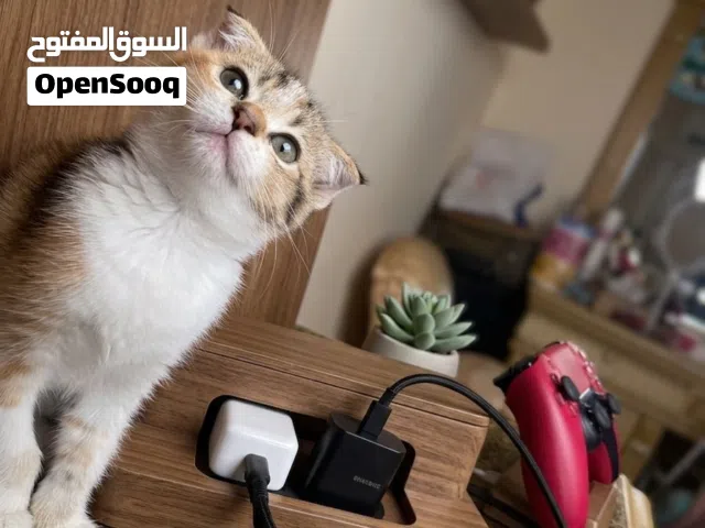 FEMALE SCOTTISH FOLD KITTEN is AVAILABLE NOW in Rak