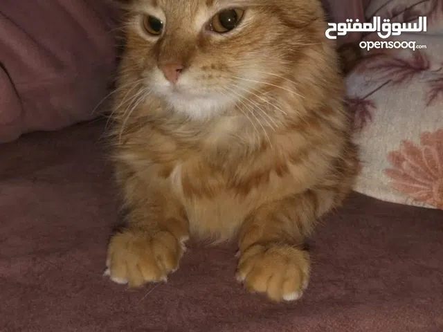 قطط للبيع علي 1000الاتنين