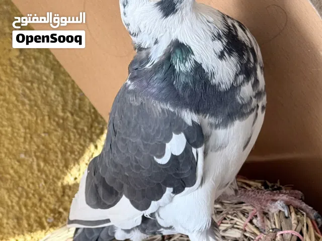 زاجل اصلي للبيع 2026 مكفول