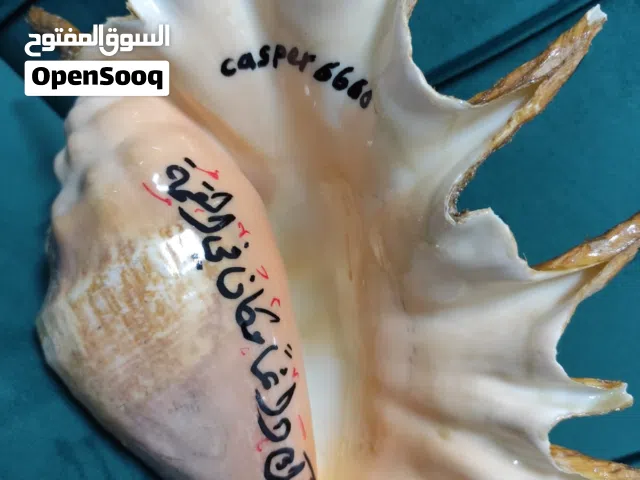 أصداف ومحار كبيره