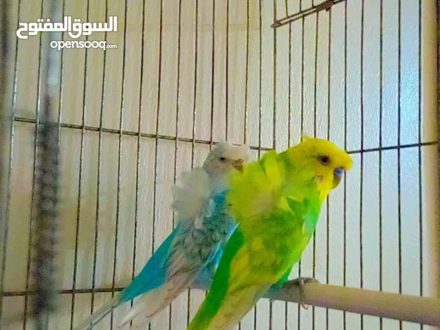 كوبيا هقورومه تبارك الرحمن