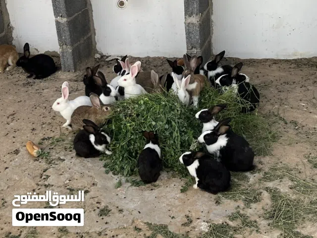 أرانب للبيع