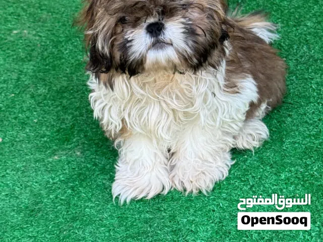 مجموعه كلاب لطيفه صغيره للبيع