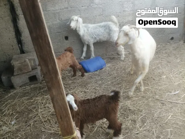 حلال غنم جامودي لتربيه