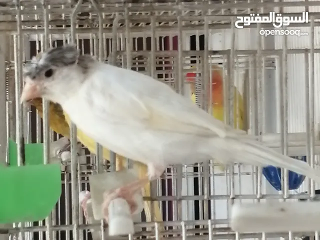 متوفر تشكيله عصافير زينه وجواز شغاله وطوايل وفحول باسعار مناسبه