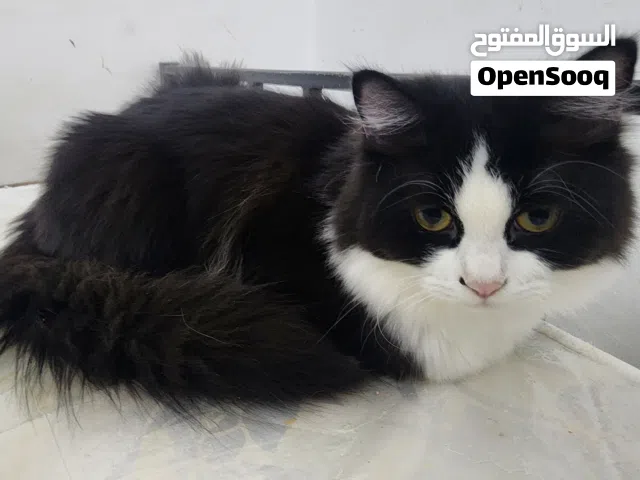 Male cat for adoption  6-10 months old litter trained  Playful and loving