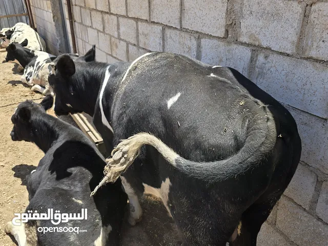 عجول للبيع